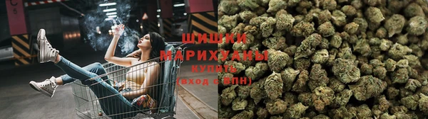 сатива Аркадак